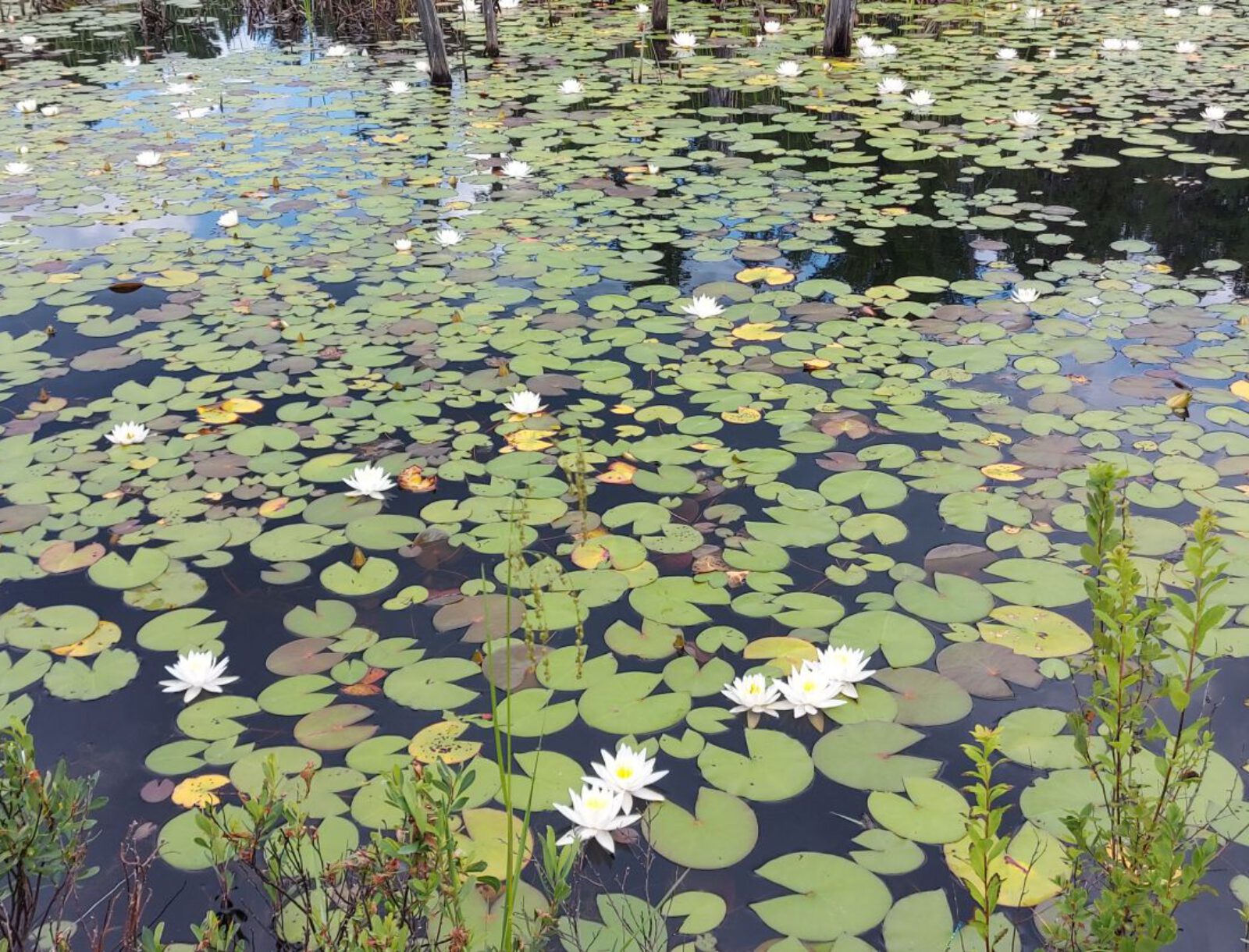 Ontario (30)